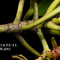 Ceriops australis (Smooth-fruited Yellow Mangrove) in Cairns<br />Canon KDX (400D) + EFS60 F2.8 + SPEEDLITE 380EX
